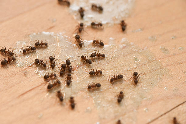 Best Pest Removal Services  in Terrebonne, OR