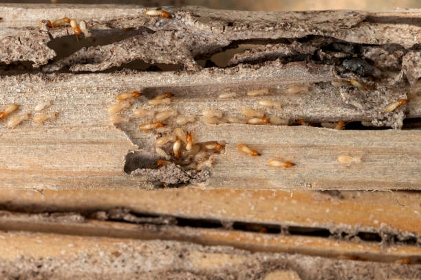 Best Bed Bug Extermination  in Terrebonne, OR